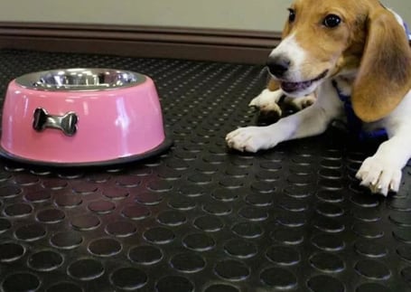 Piso emborrachado preto com padrão moeda usado em área pet, com um cão Piso emborrachado preto com padrão moeda usado em área pet, com um cão
